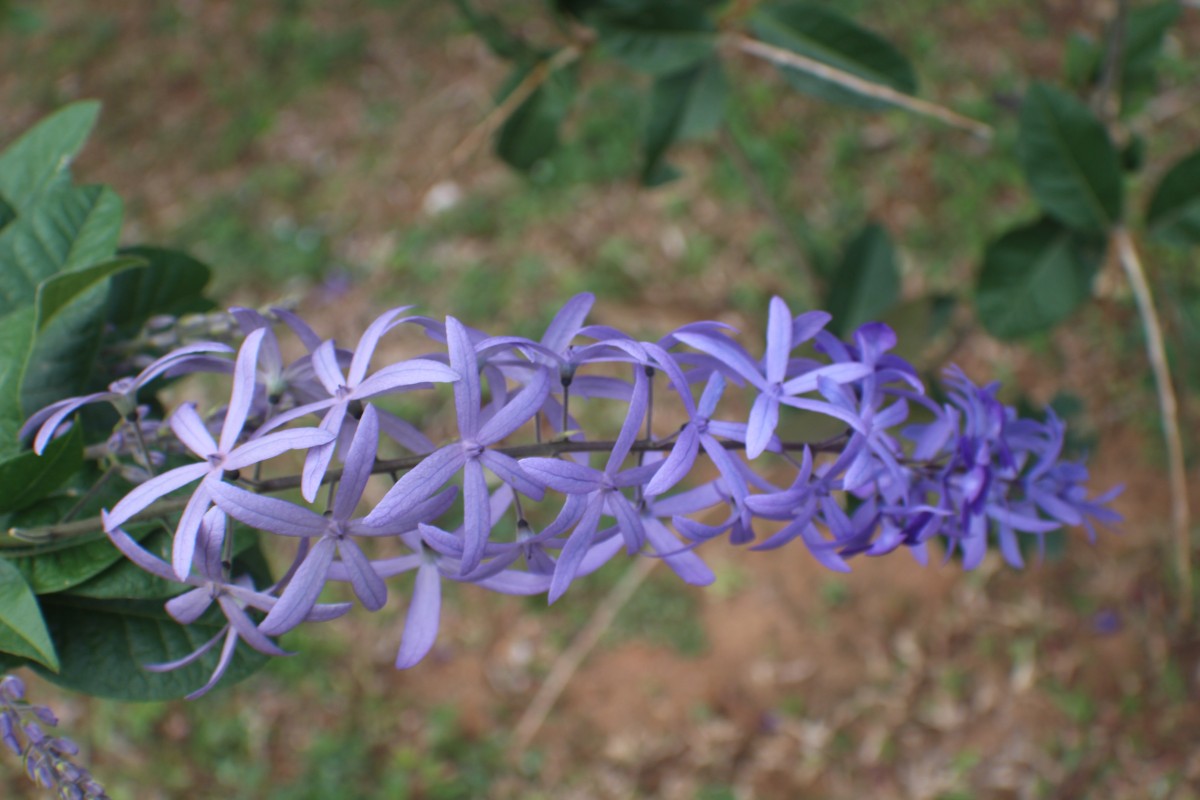 Petrea volubilis L.